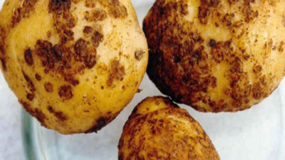 Партия зараженной продукции возвращена отправителю