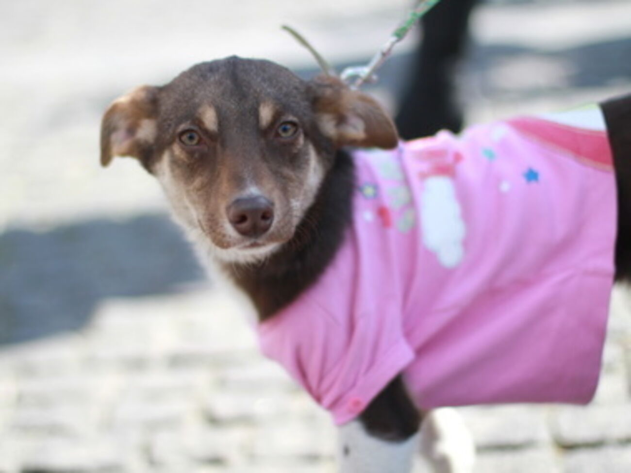 Несколько животных нашли себе новый дом