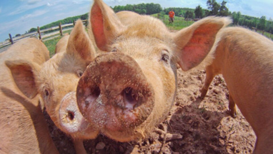 Россия запретила импорт европейской свинины в конце января