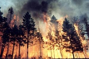 В результате лесных пожаров в 2010 году погибло 50 россиян