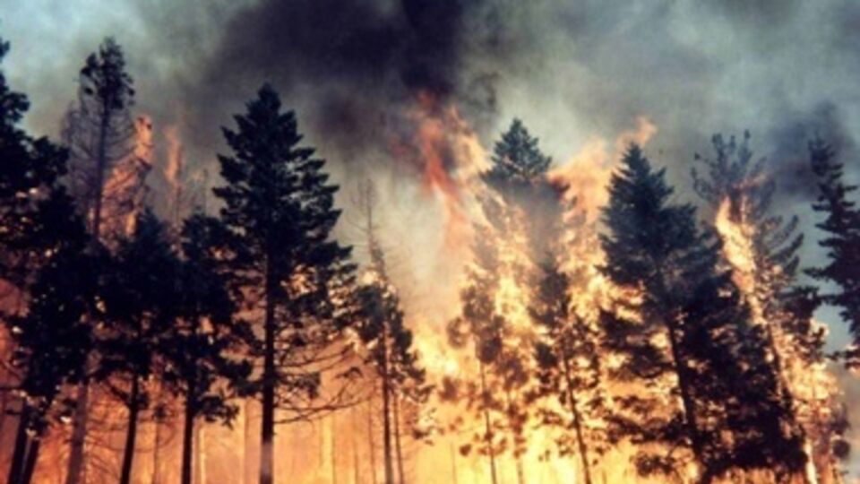 В результате лесных пожаров в 2010 году погибло 50 россиян