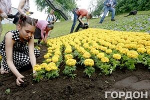 На флаг Украины из цветов уйдет около шести тысяч кустов цветочной рассады