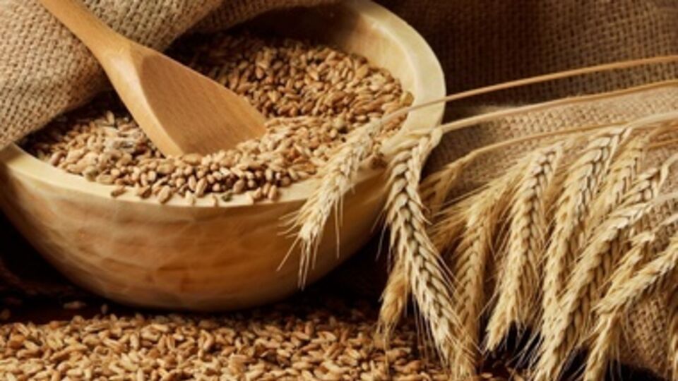 По экспорту пшеницы Украина занимает в мире шестое место, а по поставкам кукурузы – третье