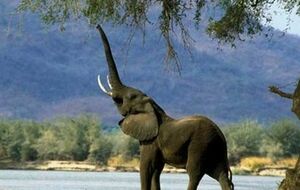 Из-за браконьерства африканские слоны находятся под угрозой исчезнования