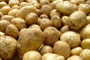 Россия запретила картофель из Украины