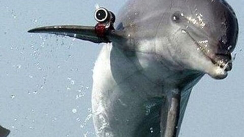 Боевые дельфины проживают в Севастопольском дельфинарии