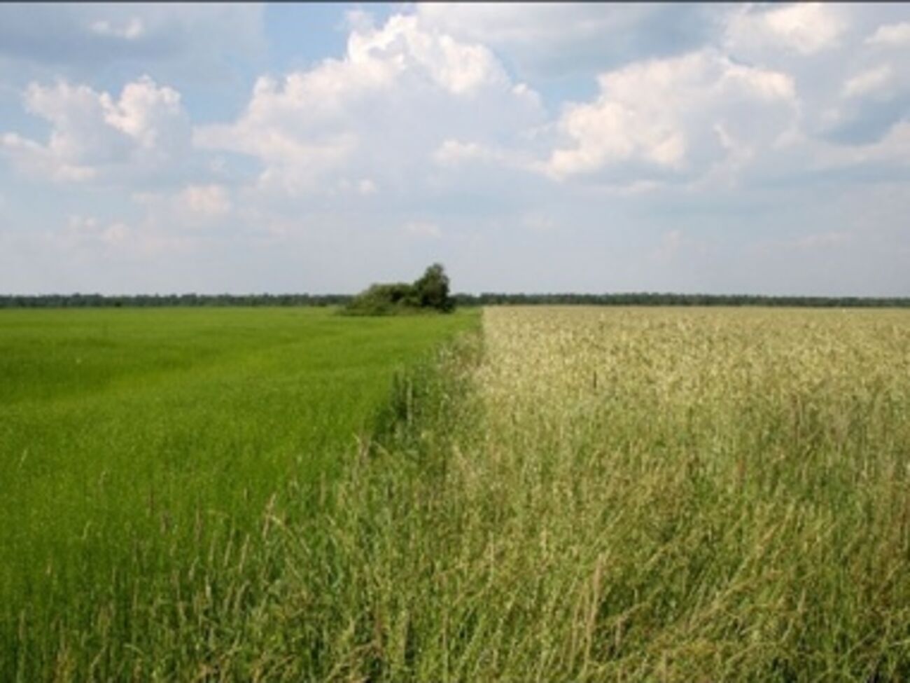 Земельный банк использовался предыдущим правительством "для коррупционных схем", считают в нынешнем Кабмине