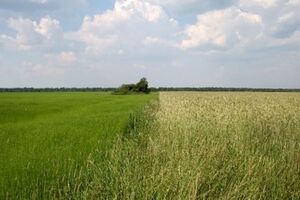 Земельный банк использовался предыдущим правительством "для коррупционных схем", считают в нынешнем Кабмине