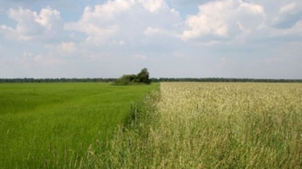 Земельный банк использовался предыдущим правительством "для коррупционных схем", считают в нынешнем Кабмине