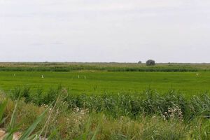 Рисовые чеки в северной части Крыма