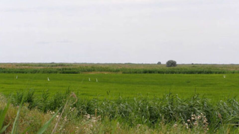 Рисовые чеки в северной части Крыма