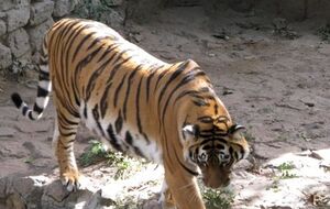 Тигра после инцидента перевели в другой вольер