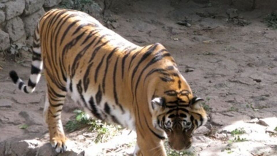 Тигра после инцидента перевели в другой вольер