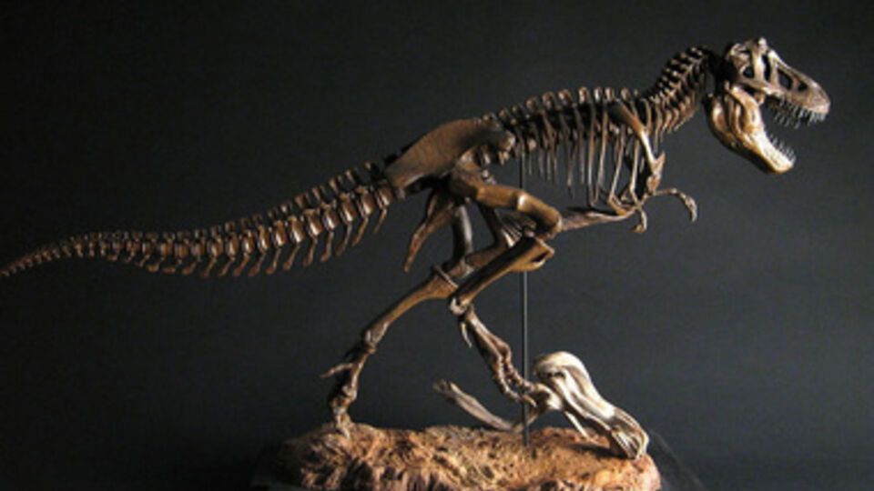 Американец ввозил в США скелеты динозавров