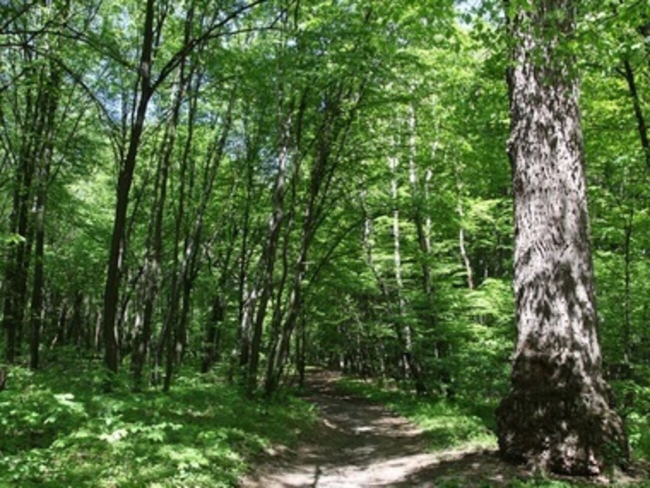 Земли были переданы незаконно, считают в прокуратуре