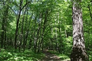 Земли были переданы незаконно, считают в прокуратуре