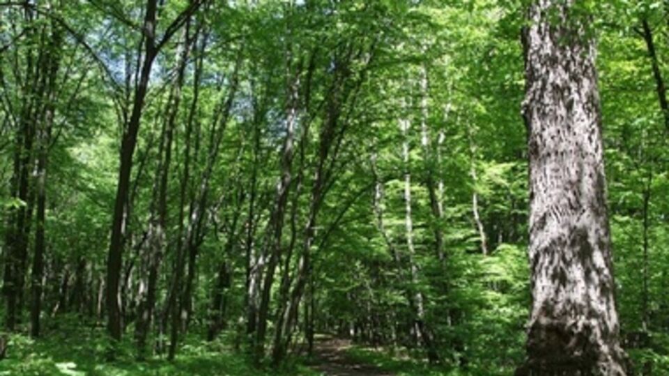 Земли были переданы незаконно, считают в прокуратуре