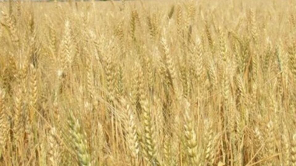 Россия экспортирует крымское зерно