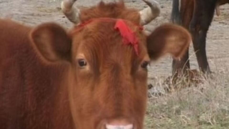 Россельхознадзор заявил о "контрабандных" коровах