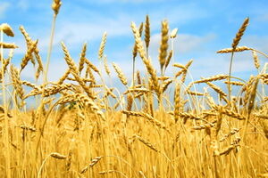 Аграрии просят господдержки