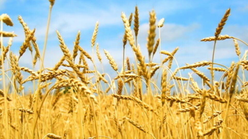 Аграрии просят господдержки