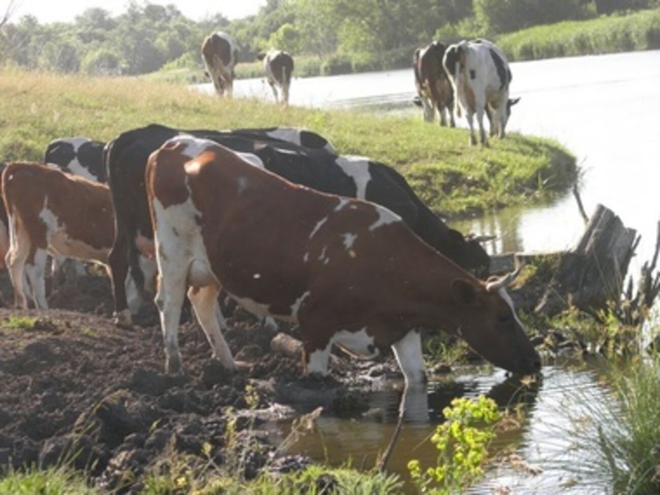 По следам на земле установили, что животных перегнали на территорию России