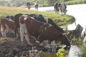 По следам на земле установили, что животных перегнали на территорию России