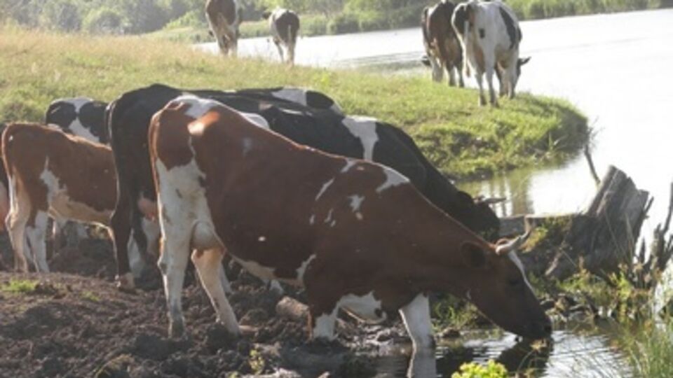 По следам на земле установили, что животных перегнали на территорию России