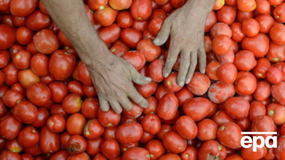 По данным российских экспертов, украинские плоды оказались "заселенными вредителем"