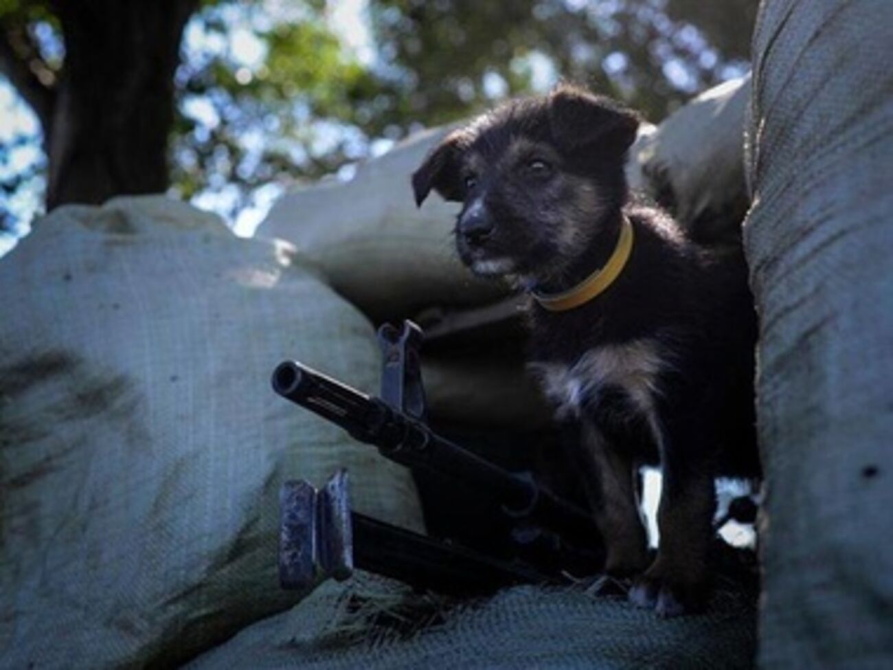 Боевой пес Патрон