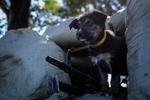 Боевой пес Патрон