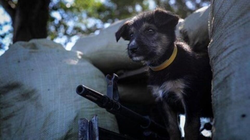 Боевой пес Патрон