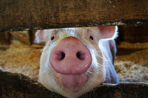 Польский рынок свинины для Украины был открыт с 18 июля