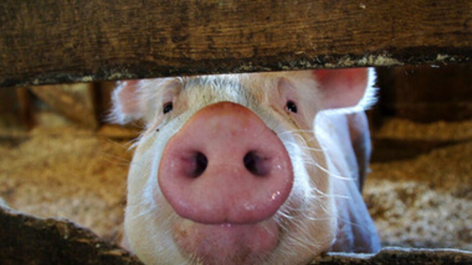 Польский рынок свинины для Украины был открыт с 18 июля