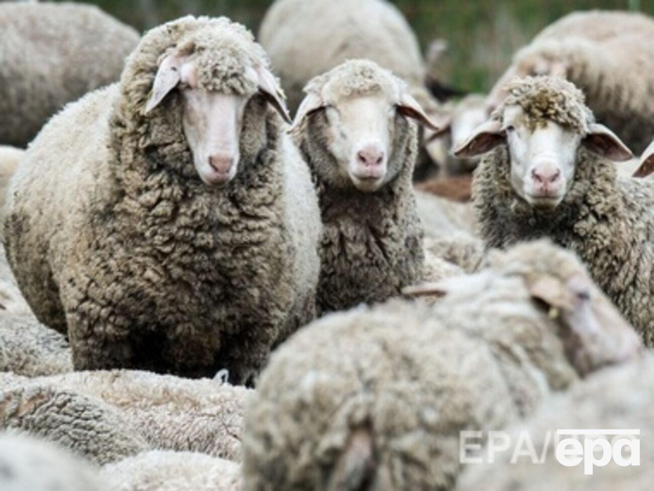 Террористы погнали стадо к границе