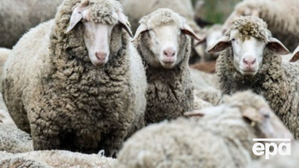 Террористы погнали стадо к границе