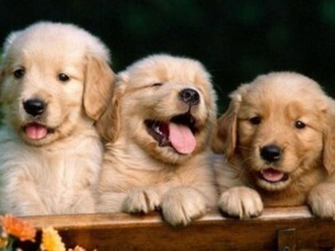 Поезд начнет курсировать с 1 августа