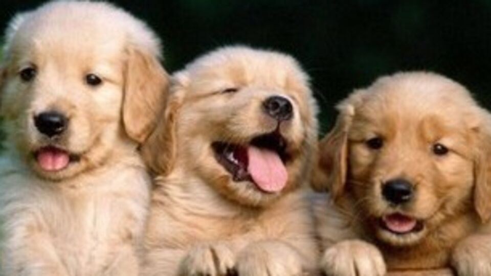 Поезд начнет курсировать с 1 августа