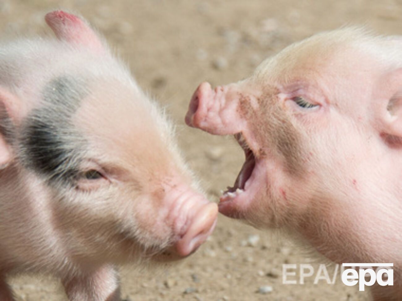 Импортироваться может лишь свинина, прошедшая лабораторную проверку