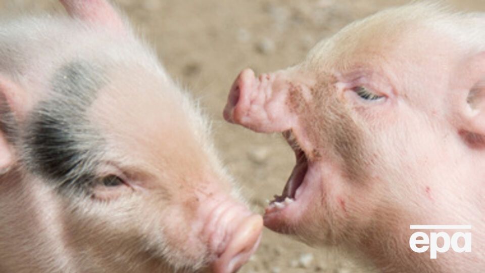 Импортироваться может лишь свинина, прошедшая лабораторную проверку