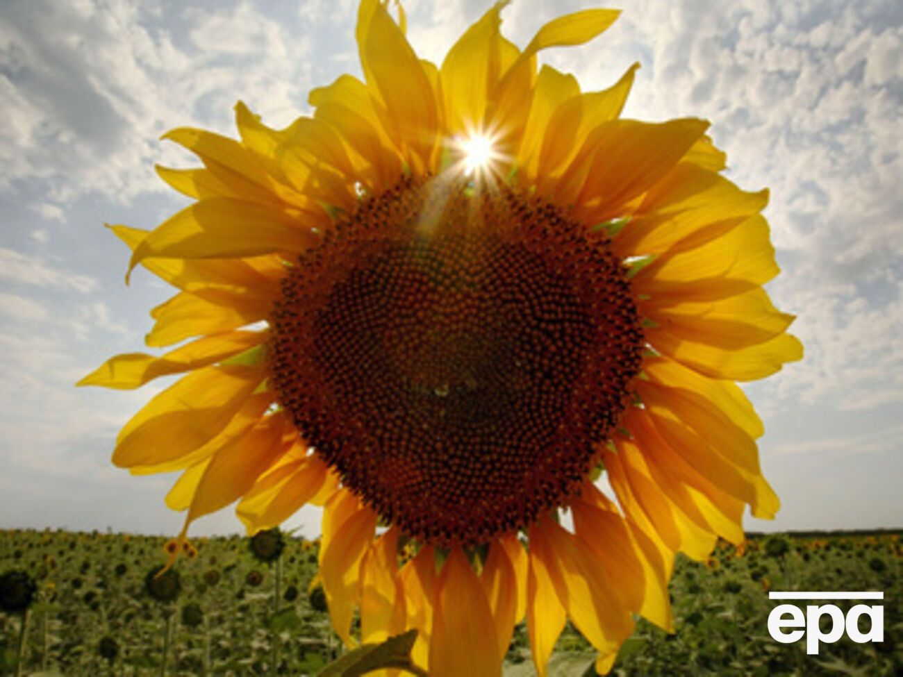 Начало августа будет жарким