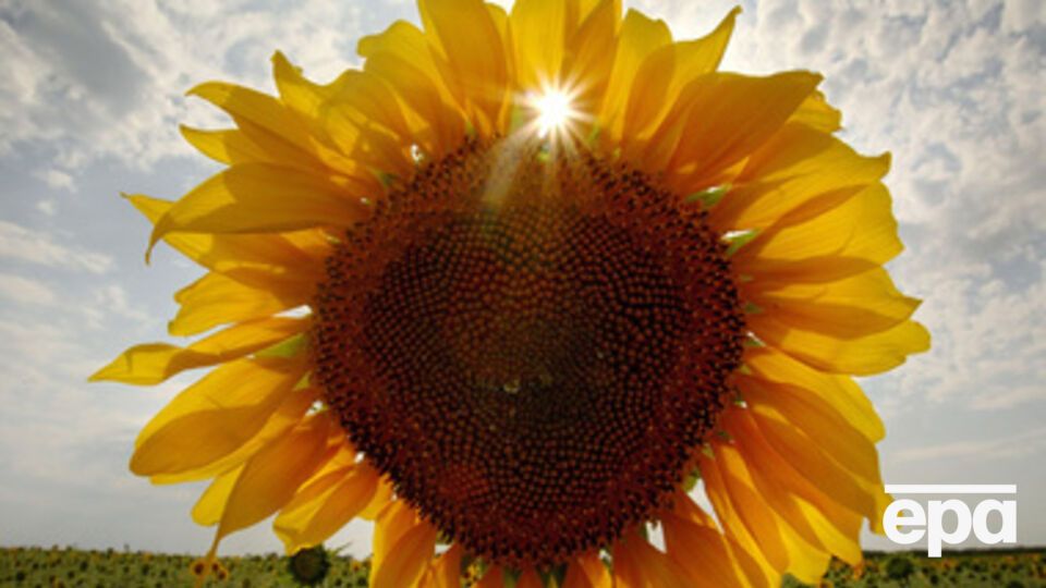 Начало августа будет жарким