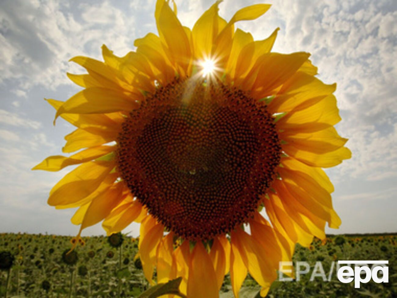 Жаркая погода установилась на всей территории страны