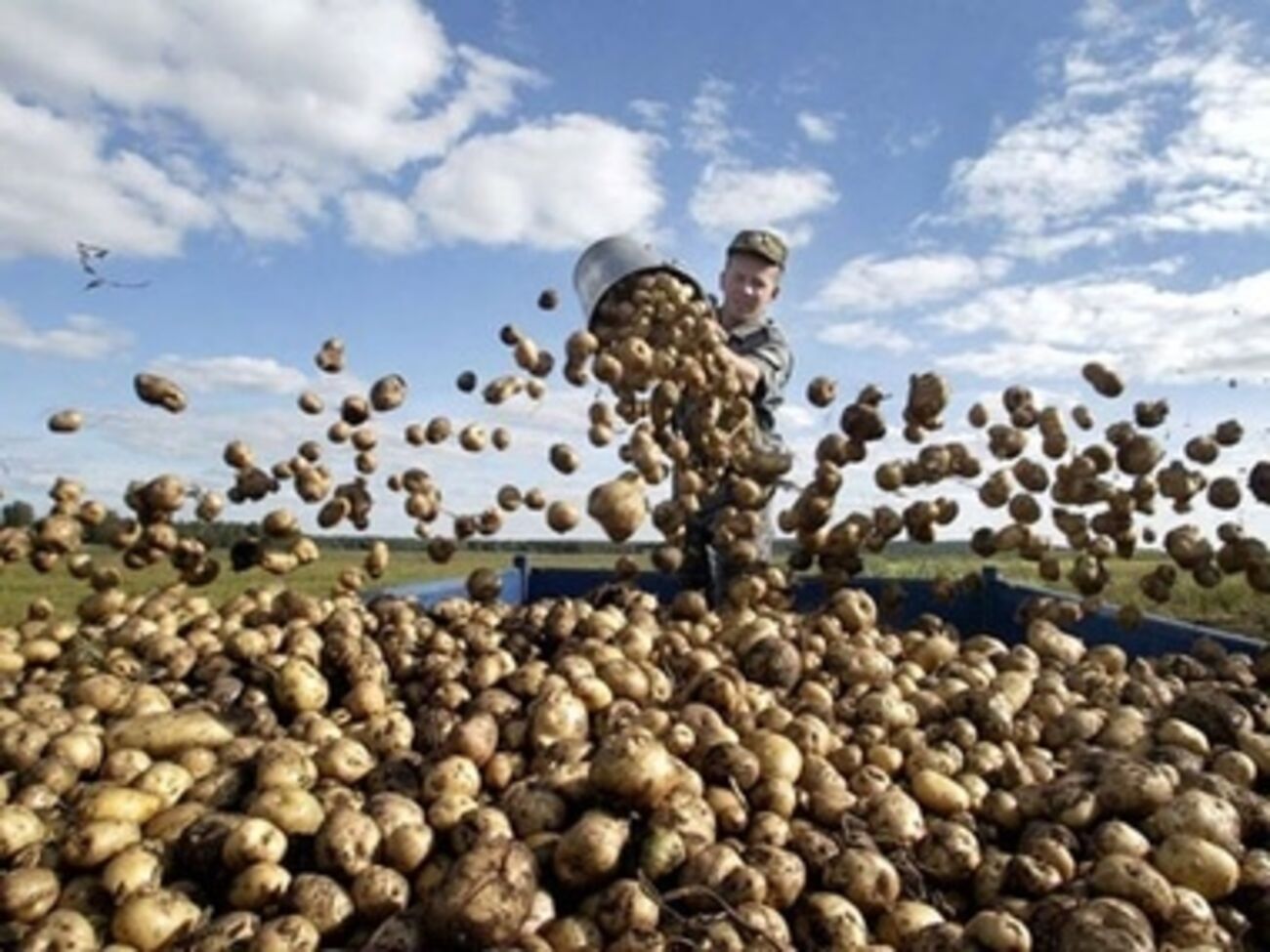 С сегодняшнего дня в Белоруссию можно ввозить картофель из Украины