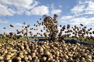 С сегодняшнего дня в Белоруссию можно ввозить картофель из Украины