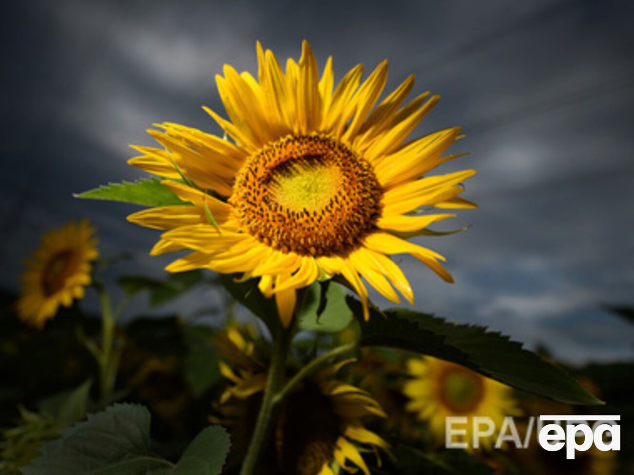 На сайте Россельхознадзора официальных сообщений о запрете на импорт украинского подсолнечника пока нет