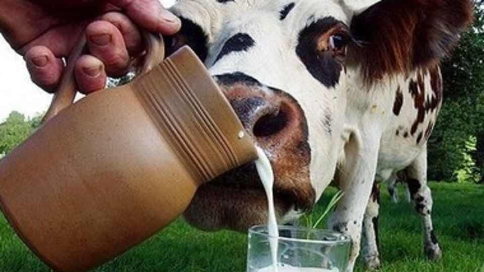 Российская сторона заявляет о микробных загрязнениях в молочной продукции украинского производителя