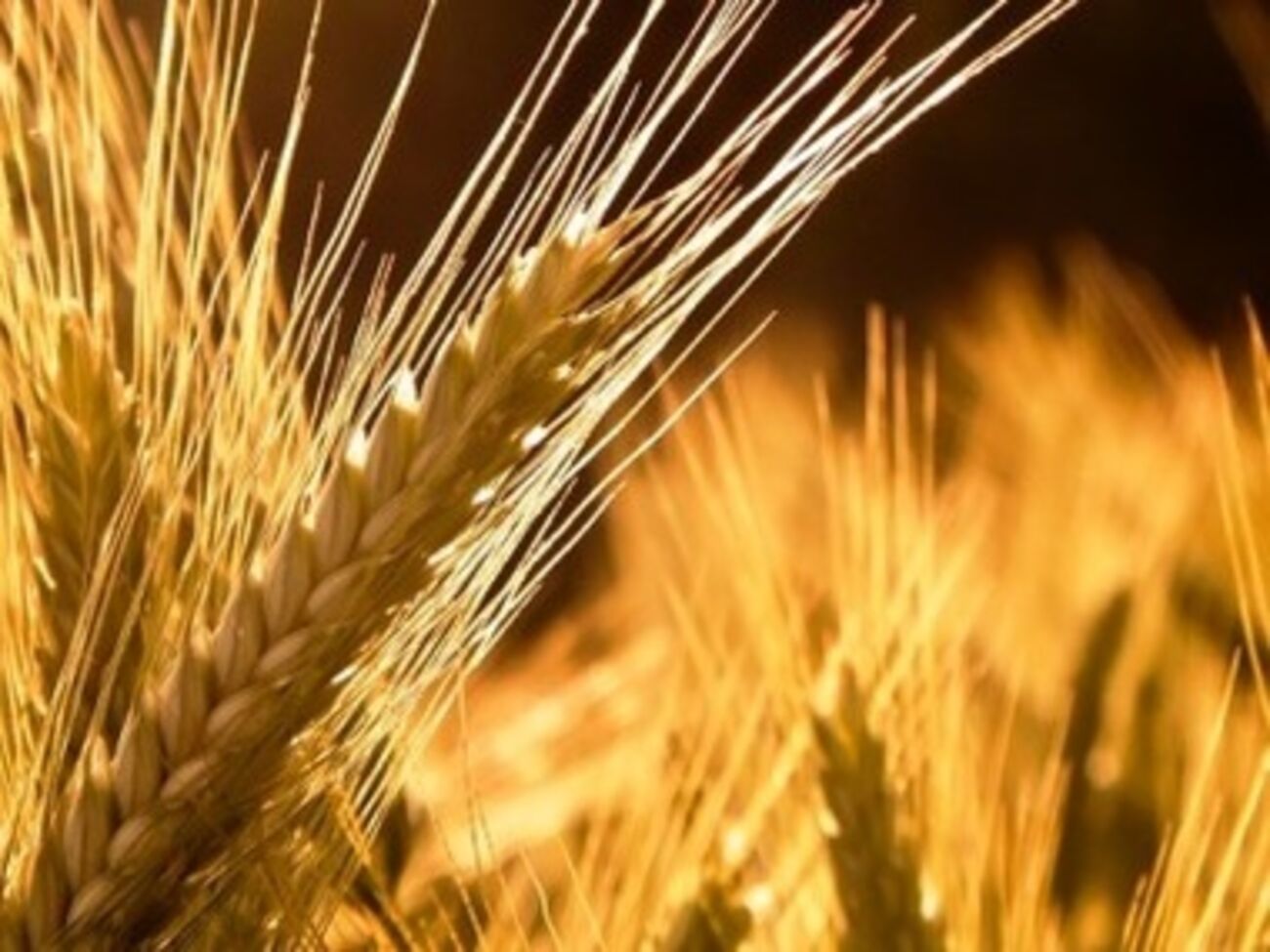 Аграрии региона беспокоятся за будущий урожай