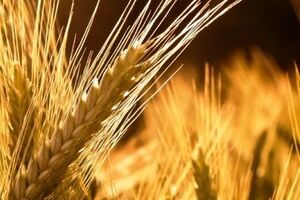 Аграрии региона беспокоятся за будущий урожай