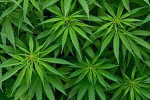 В Нью-Йорке легализовали марихуану